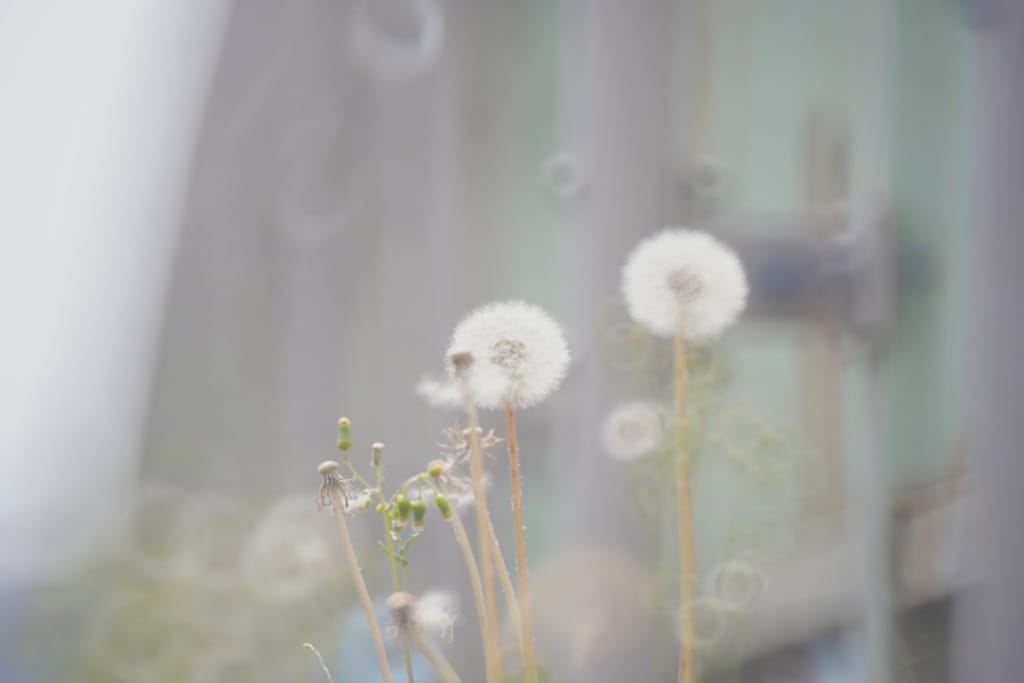 Soligor C/D Mirror Lens 300mm f5.6レビュー作例 リングボケ国産レ