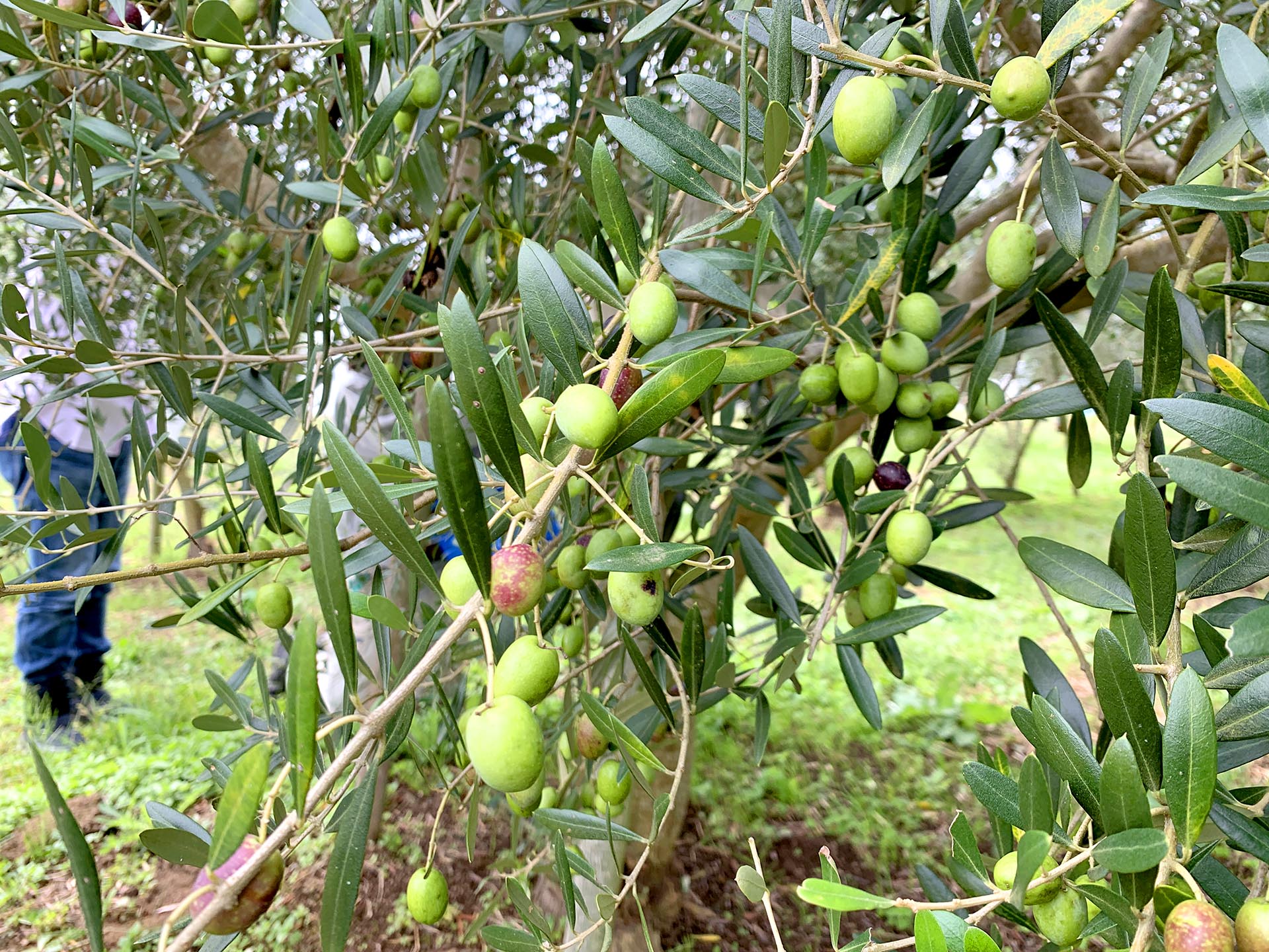 一般社団法人オリーブを育てる会