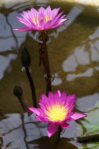 ZUIKO AUTO-MACRO 135mm F4.5 | OMマニア