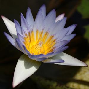 ZUIKO AUTO-MACRO 135mm F4.5 | OMマニア