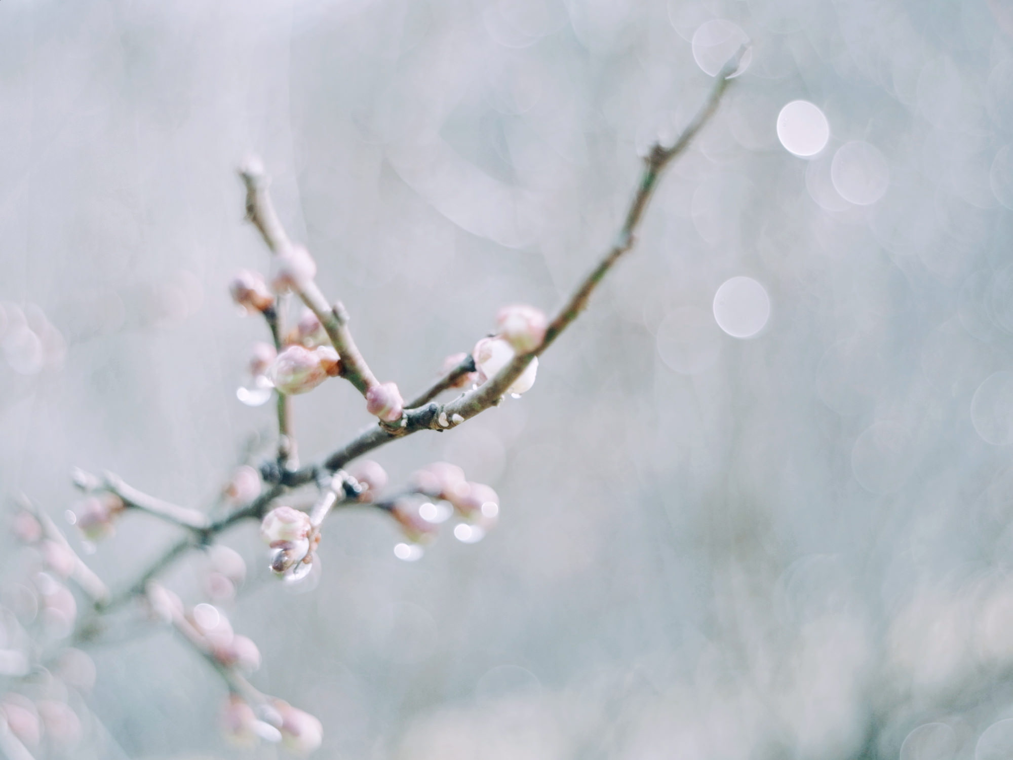 Pentacon（ペンタコン）Auto 29mm/F2.8｜オールドレンズ-M42マウント