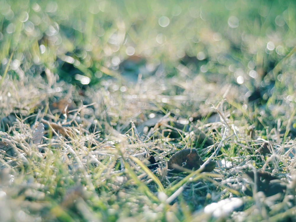 Pentacon（ペンタコン）30mm/F3.5｜オールドレンズ-M42マウントレンズ