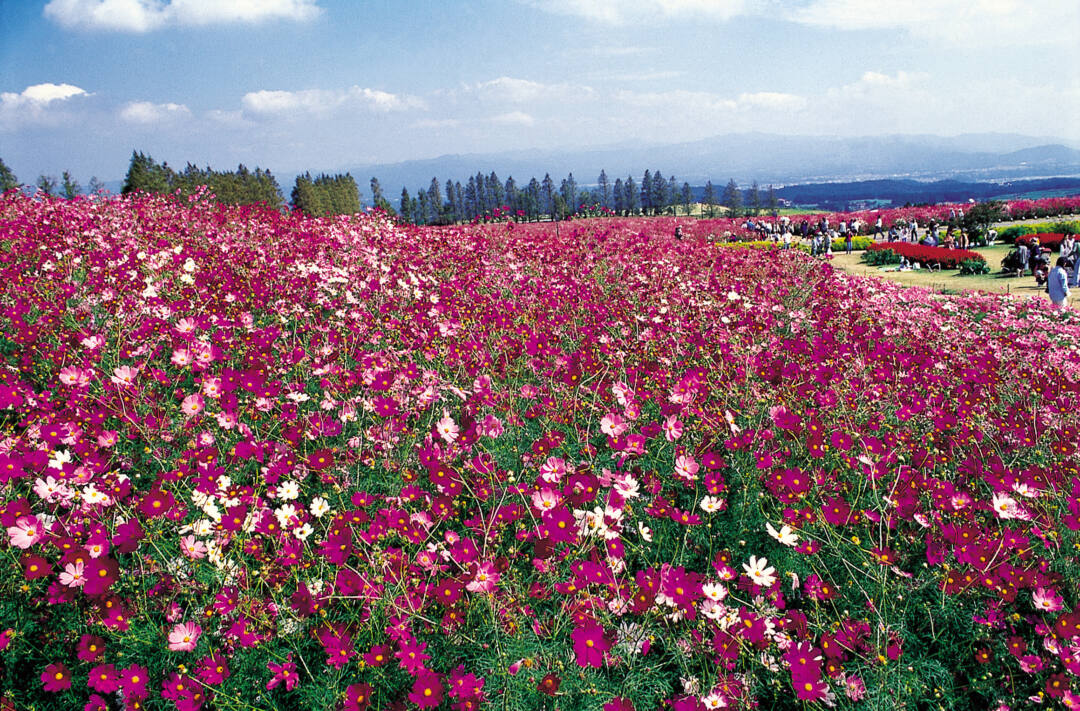 宮崎「生駒高原コスモス園」圧巻100万本の絶景！霧島連山の雄大な景色