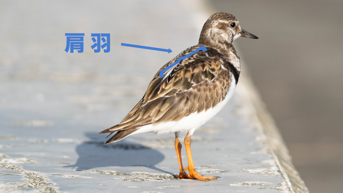 野鳥の体の部位解説(1)翼に生えている羽の名称と特徴｜目に見える