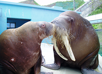 セイウチ | 【公式】おたる水族館