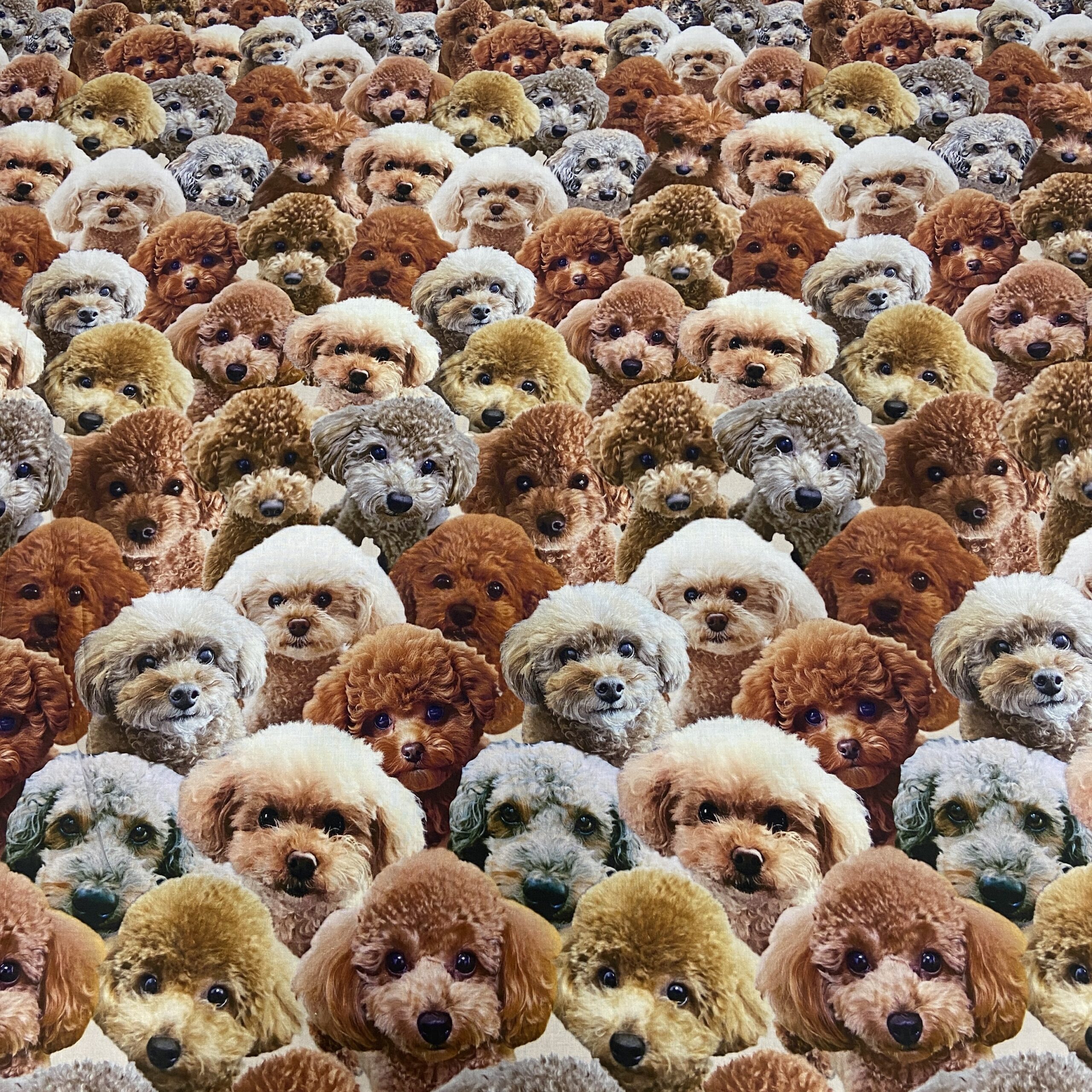 猫！ねこ！ネコ！NEKO！猫ちゃんだらけなインクジェットプリント生地が