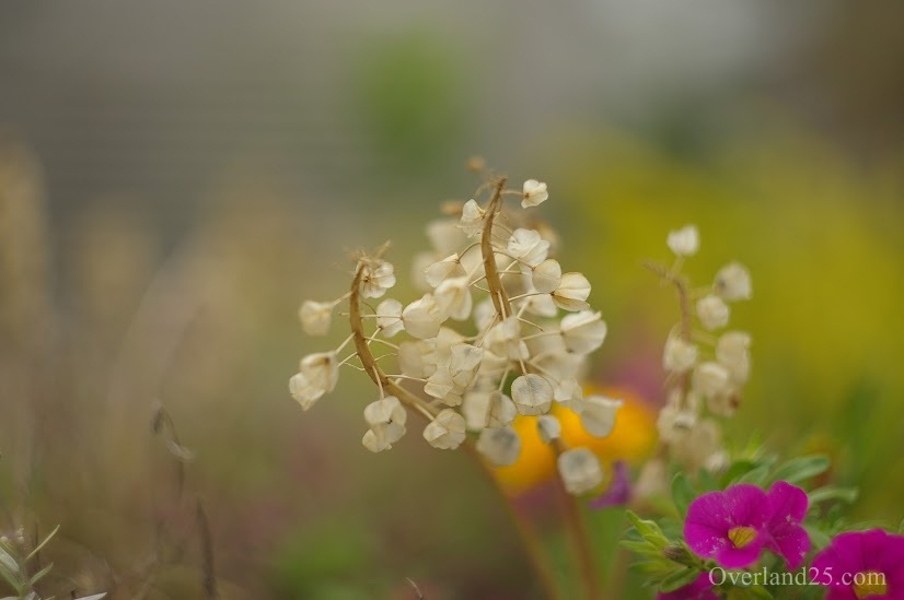Helios 44-2 58mm F2 – インスタ人気No1はぐるぐるボケのロシアレンズ