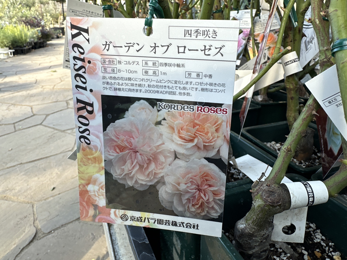 京成バラ大苗入荷！全80品種ご紹介！ | オザキフラワーパーク | オザキ