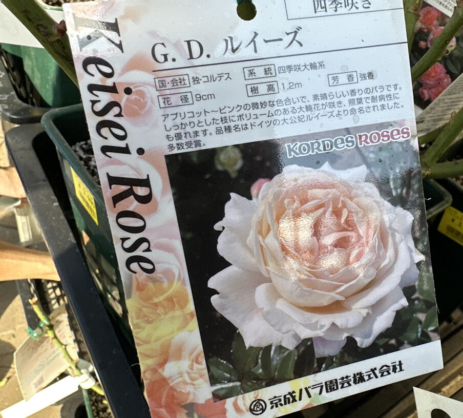 京成バラ大苗入荷！全80品種ご紹介！ | オザキフラワーパーク | オザキ