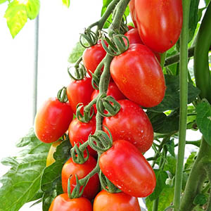 トマト | オザキフラワーパーク | オザキフラワーパーク
