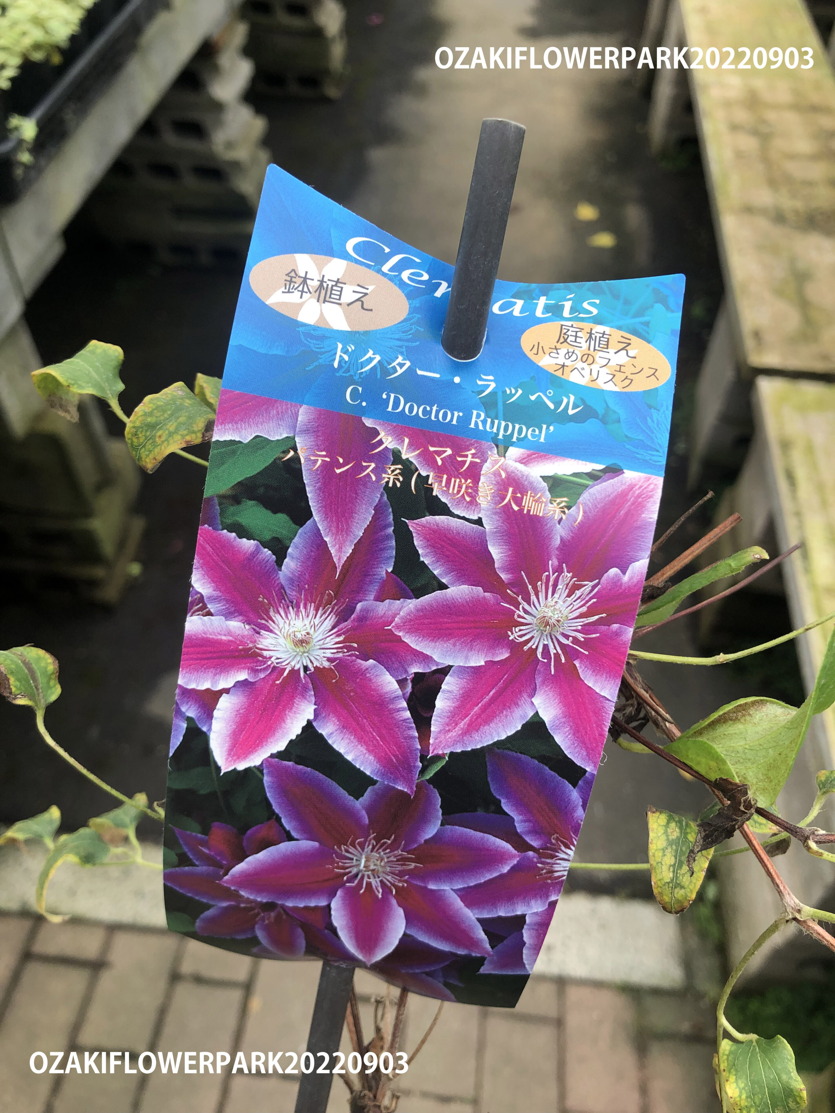 1F|クレマチス秋苗入荷しました。 | オザキフラワーパーク | オザキ