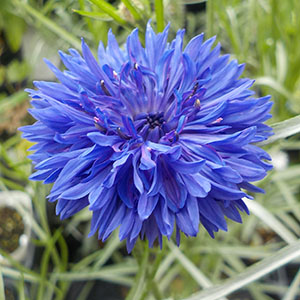 ヤグルマギク（矢車菊）（セントーレア）（コーンフラワー） | オザキ