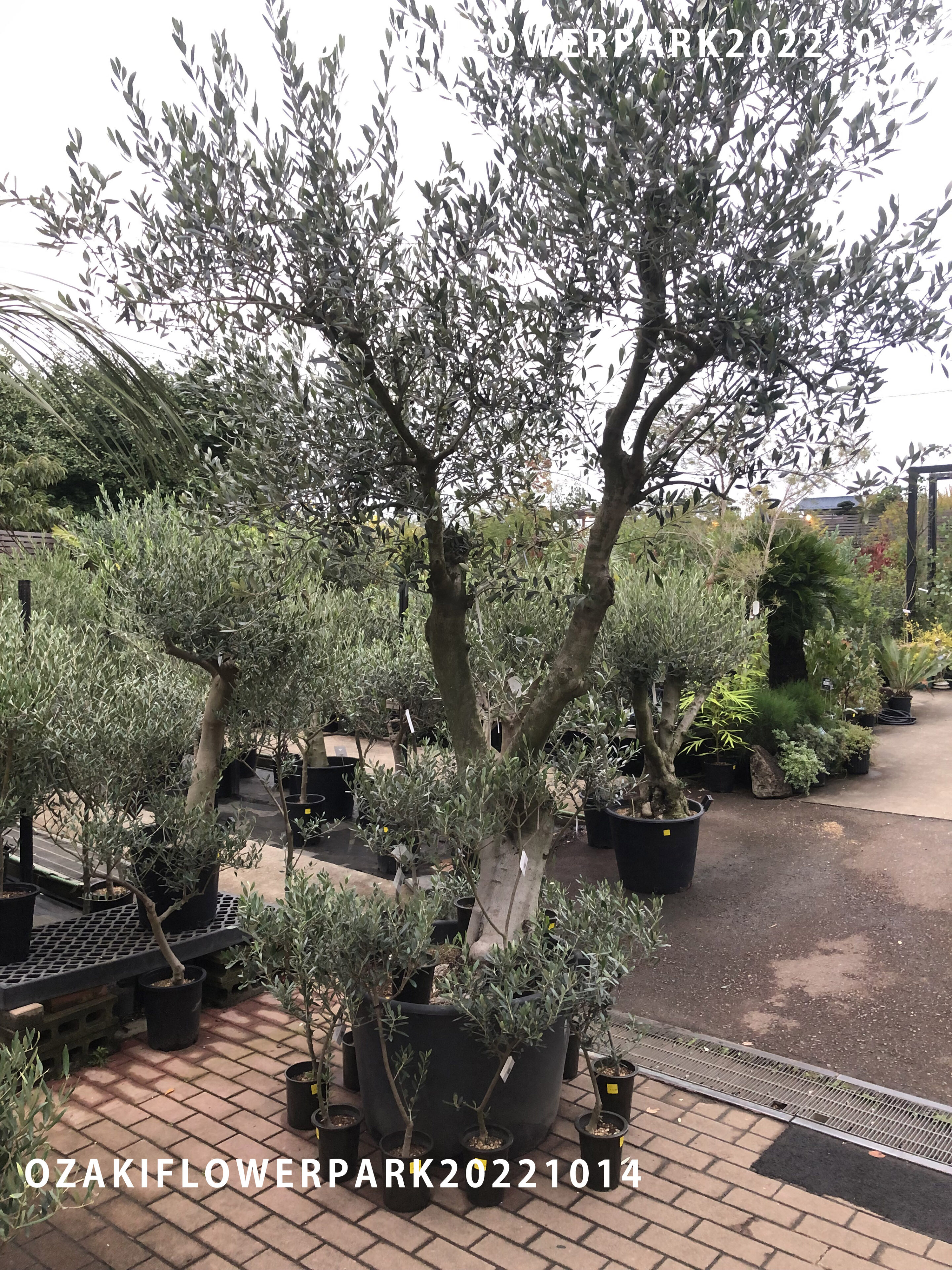 1F|オリーブ（創樹）大量入荷 | オザキフラワーパーク | オザキ