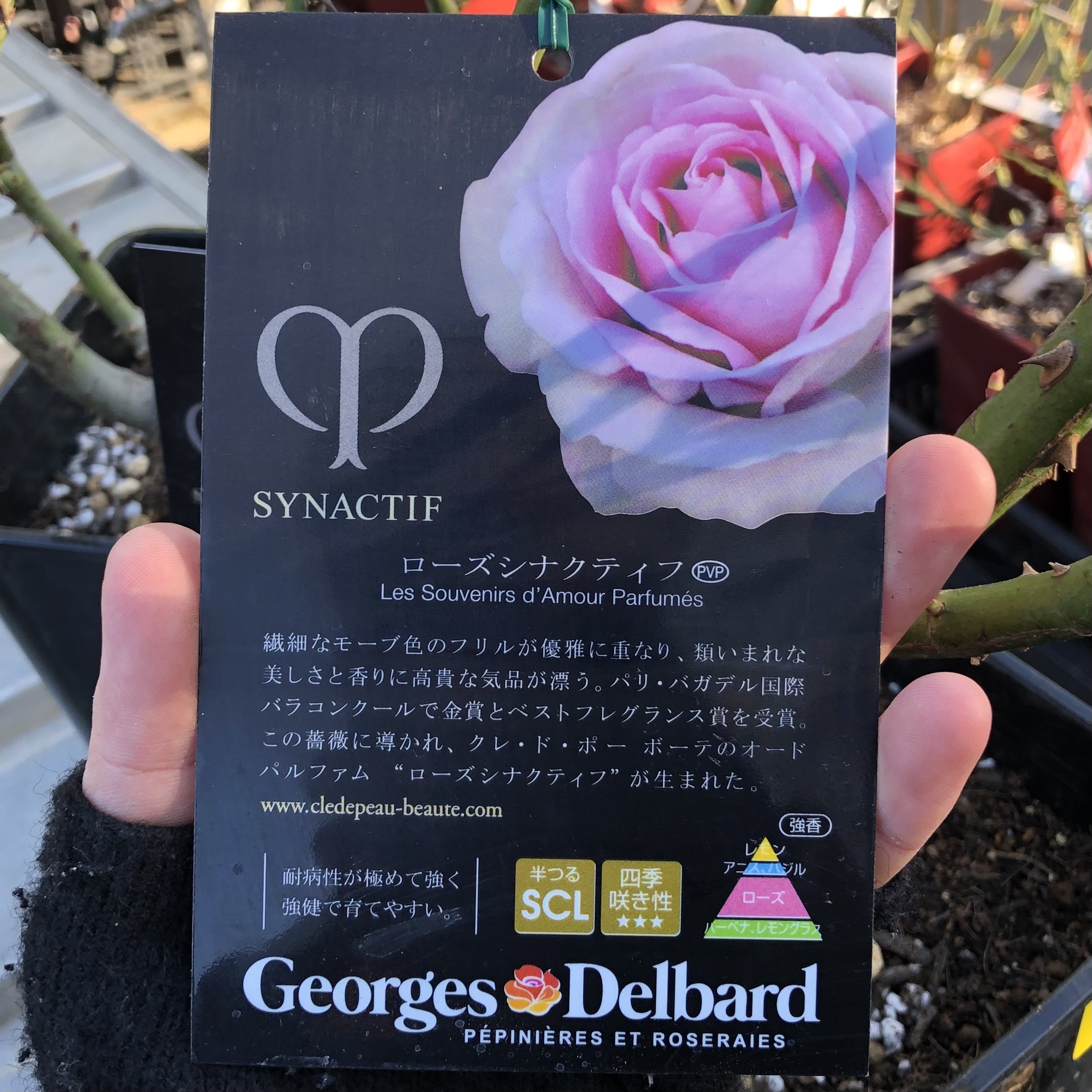 1F|バラ苗入荷しました。（ブログ最後に入荷品種表がございます