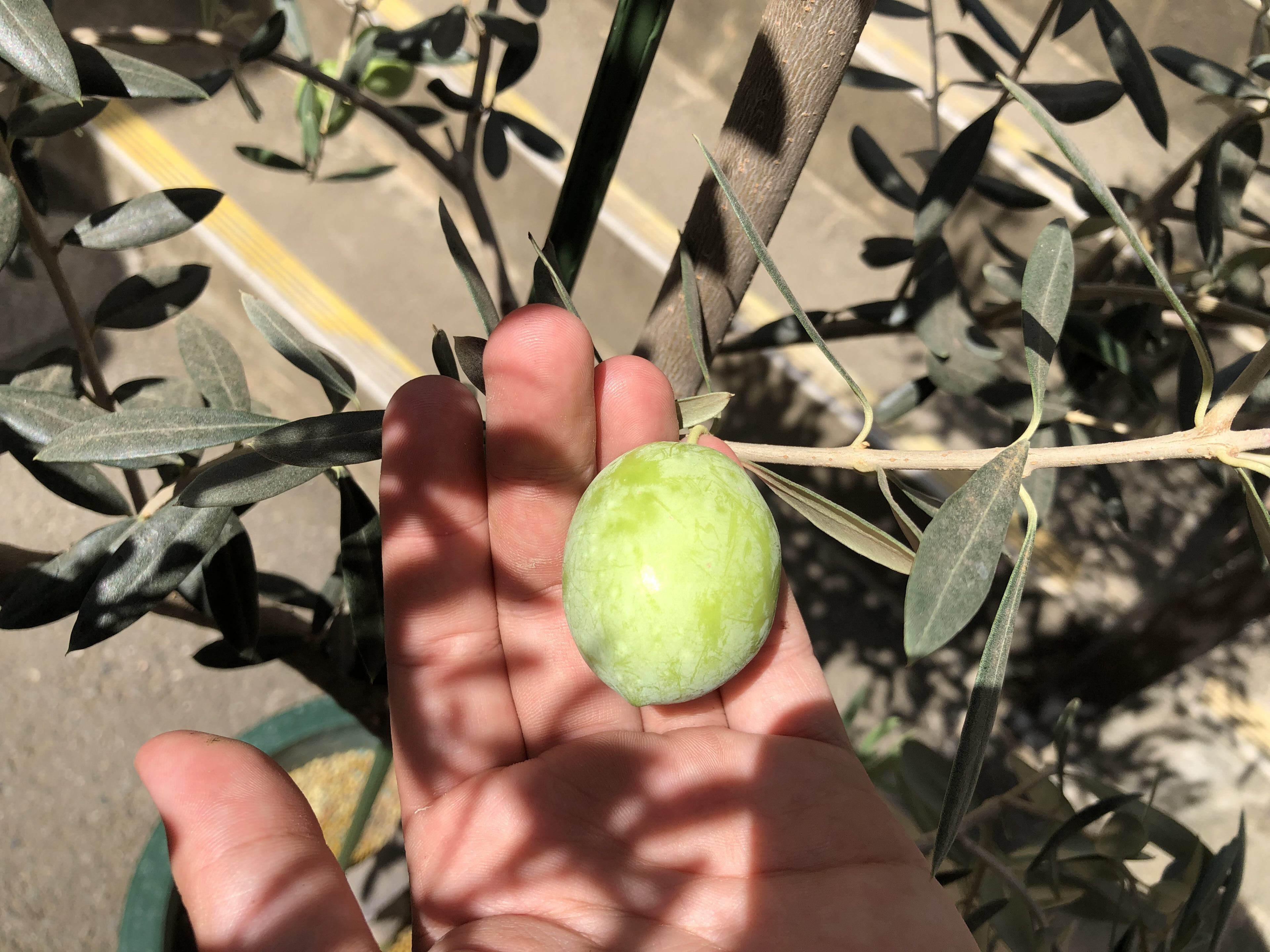 小倉園希少オリーブ入荷しました！ | オザキフラワーパーク | オザキ