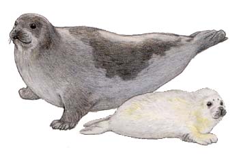 タテゴトアザラシ・川崎悟司イラスト集