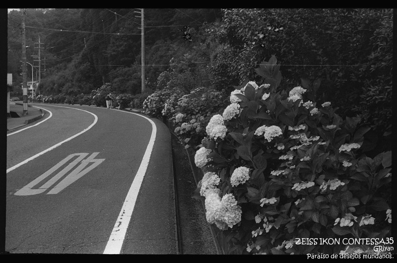 撮影散歩】ZEISS IKON CONTESSA35 + FOMAPAN 100 Classic の作例を公開