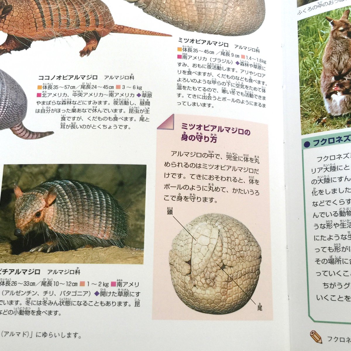 さいしょググった画像から自分のアルマジロのイメージに近いココノオビ