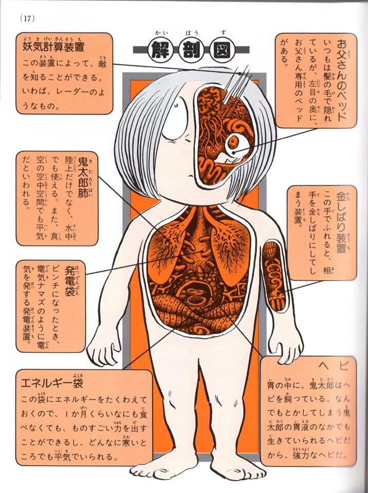 ゲゲゲの鬼太郎 。解剖図＆骨格！ #内部図解は男のロマン