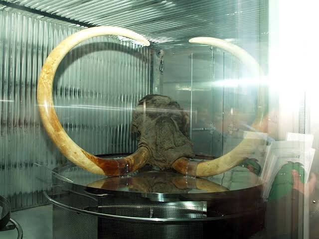 愛・地球博」こと「2005年日本国際博覧会」で展示された冷凍マンモス