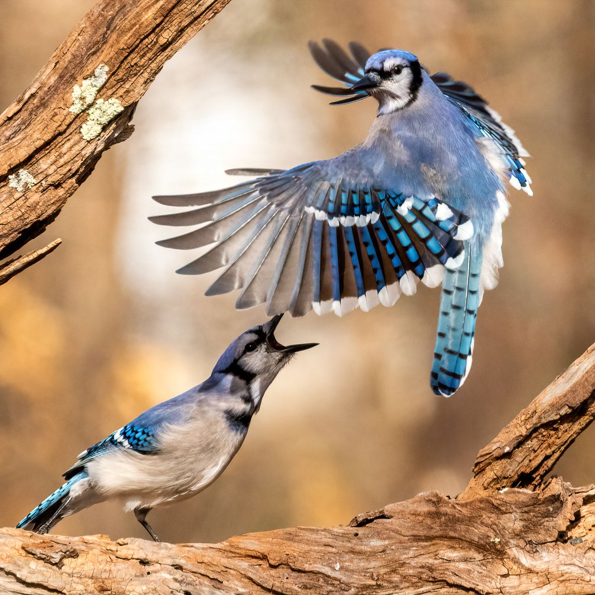 アオカケス（ブルー・ジェイ、カケスは英語でジェイ）はアメリカ東側