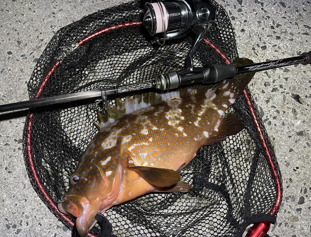 VARIVAS モーリスグラファイトワークス TFL-611-RX-Ti 安達棒。 折れる