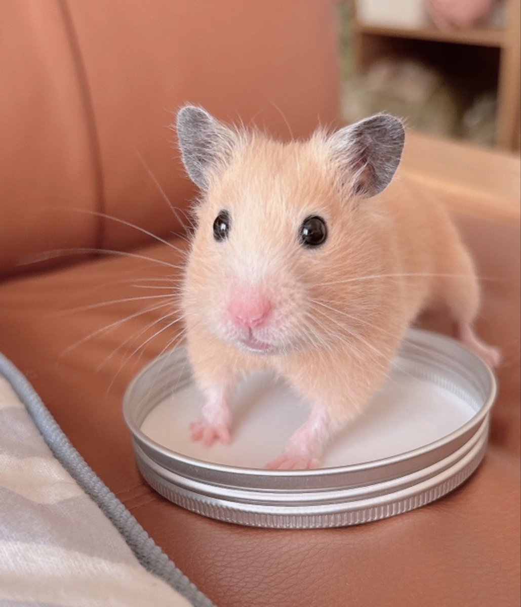 きんくま (@ham0901) / Posts / X