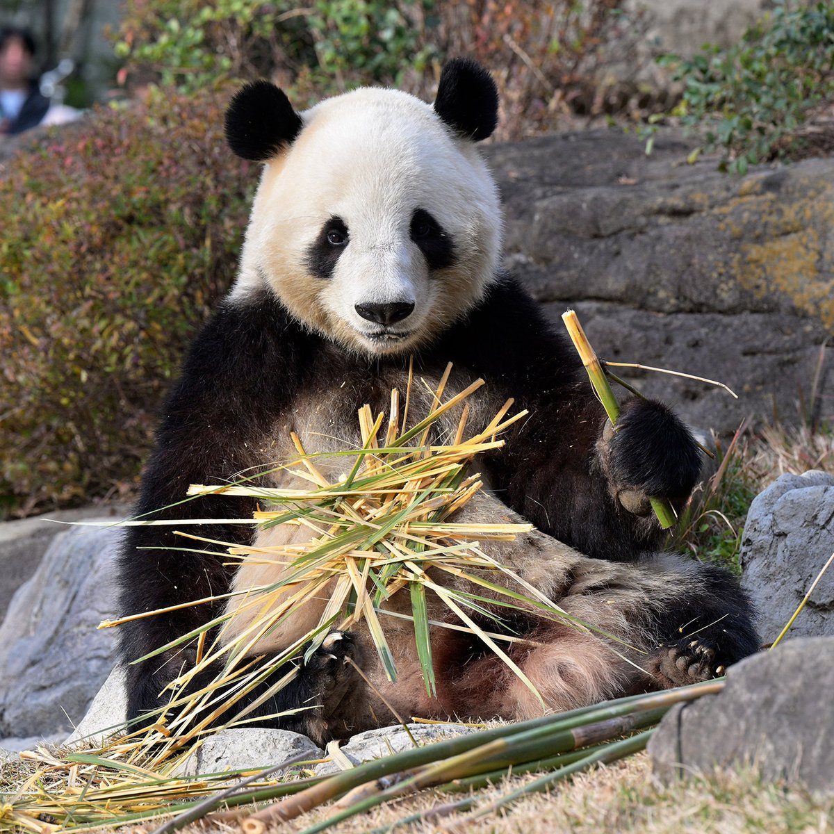 今日のパンダ（4034日目） 今日のパンダは9:30からです。今日も大変な