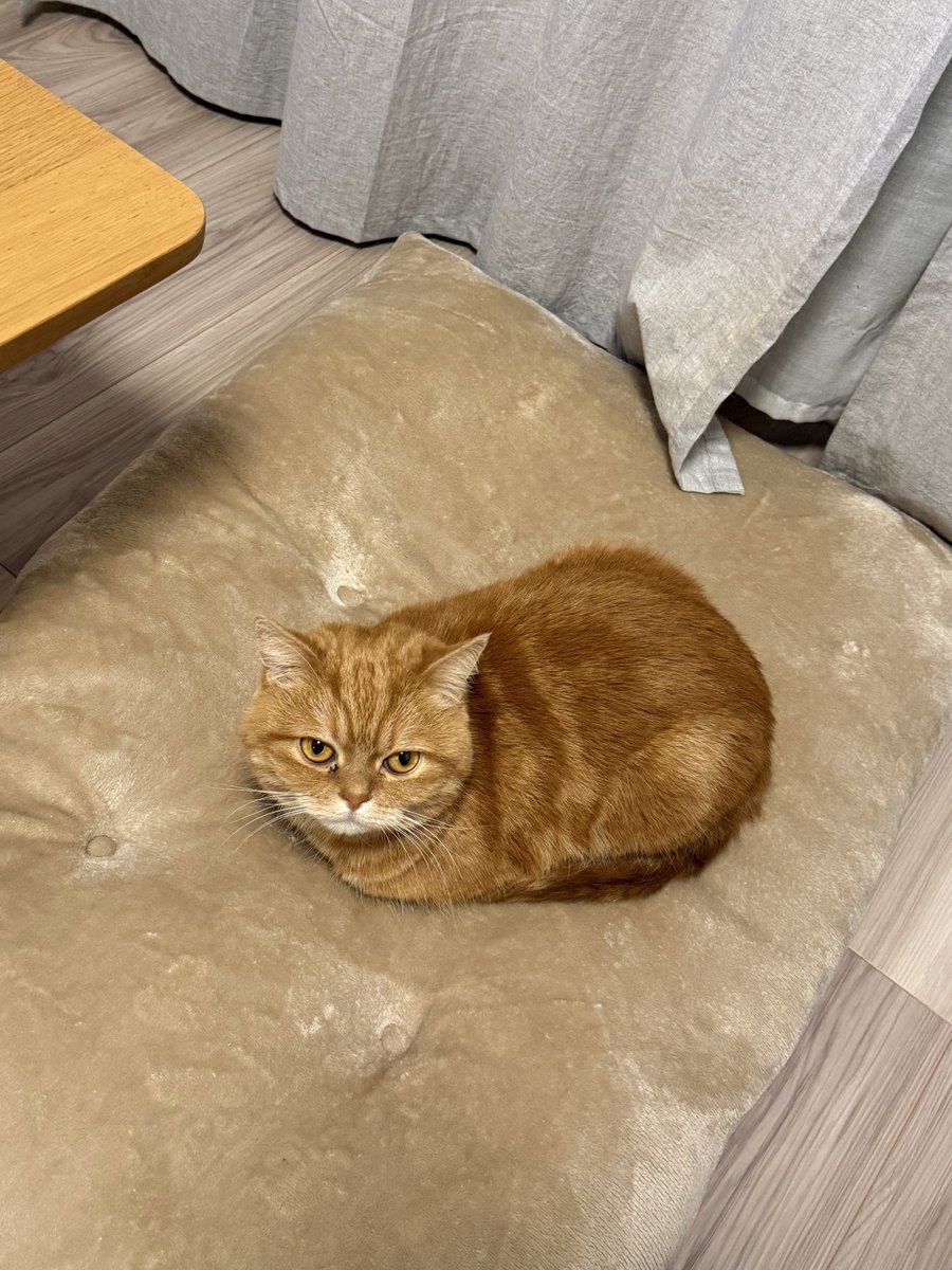 にゃむ (@nyamuchannel) / Posts / X