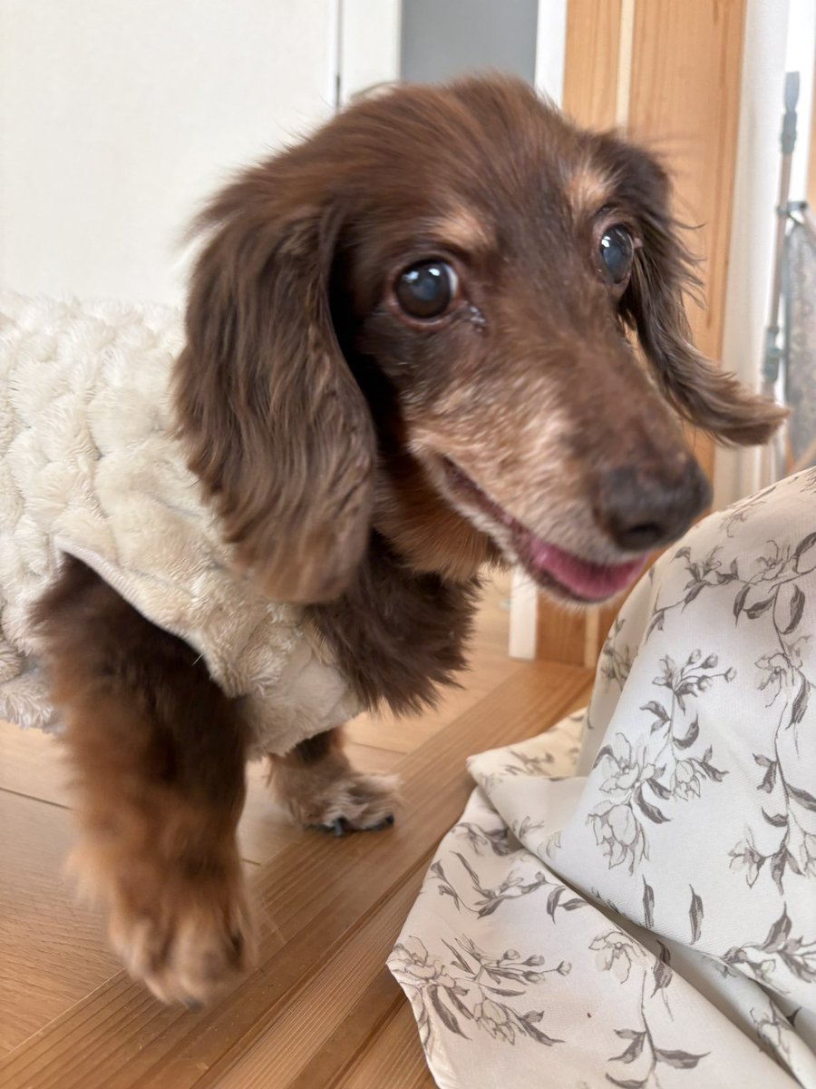 モカちゃんママ (@mocachan0721) / Posts / X