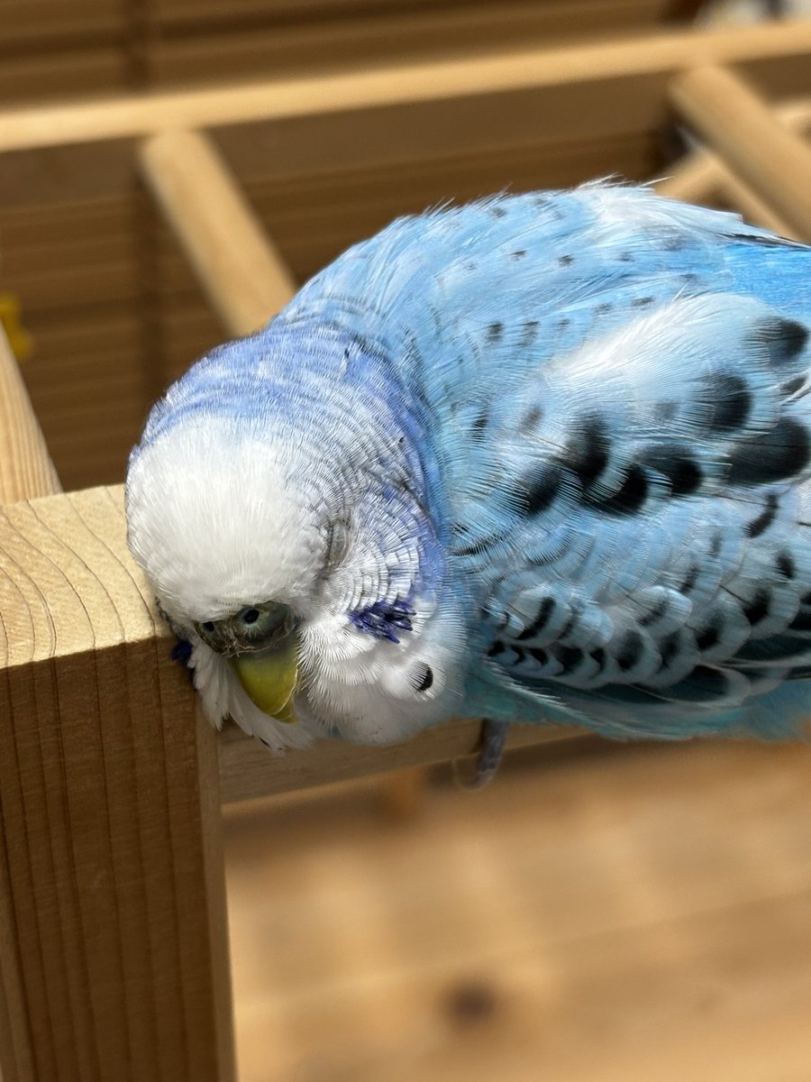 🦜くうちゃん🦜 (@kuu_channel222) / Posts / X