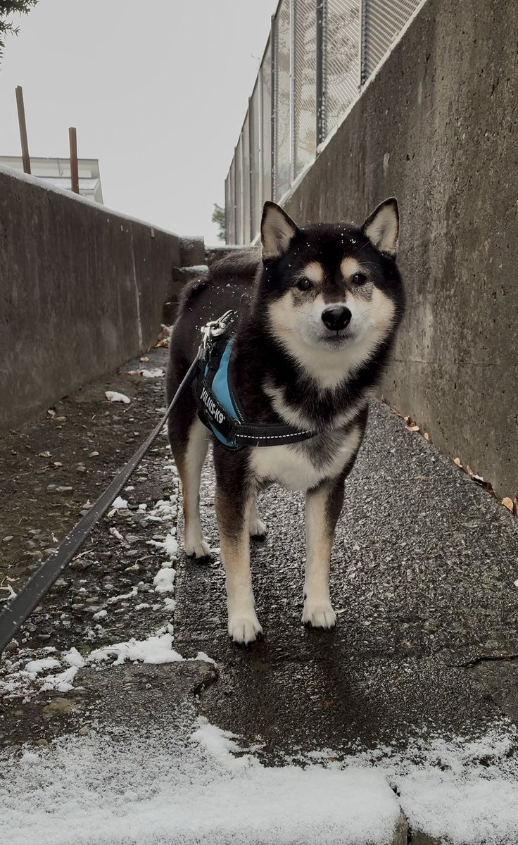 ぽんぽんポン助 (@ponpon_PONSUKE_) / Posts / X