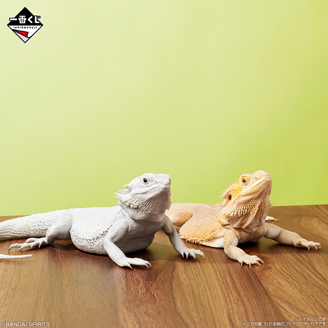 どっちが本物か分かるかな？👀／ 一番くじ 爬虫類＆両生類～Tiny