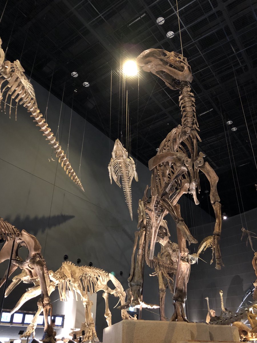 当館の #エドモントサウルス の骨格標本は、 ほぼすべてが「本物の化石