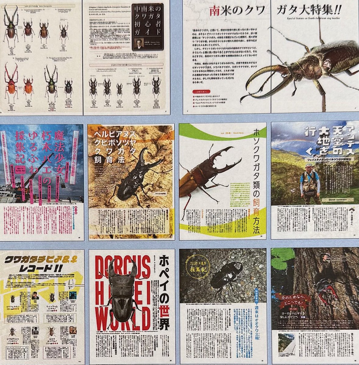 BE・KUWA98号入荷しました今号は「南米のクワガタ大特集‼︎」 普段目に