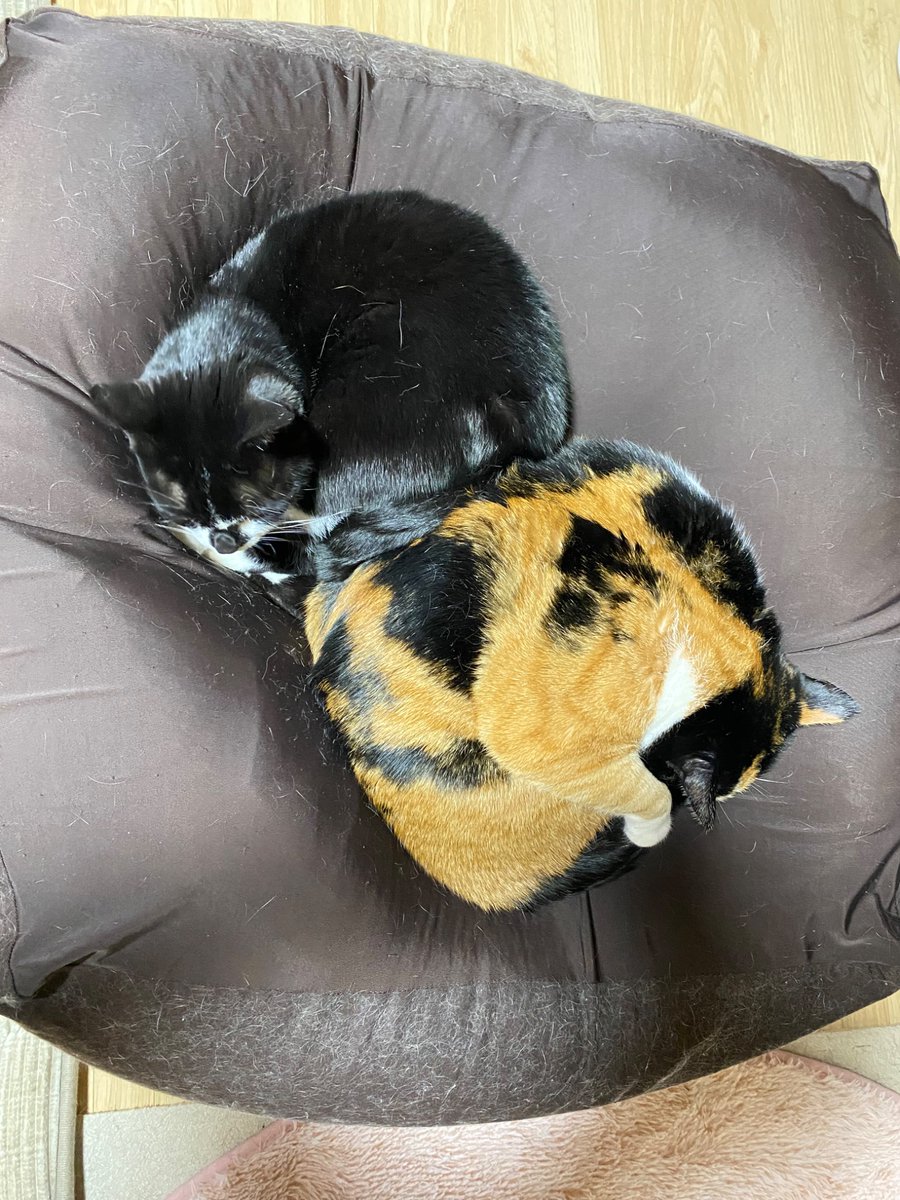 猫のいる暮らし