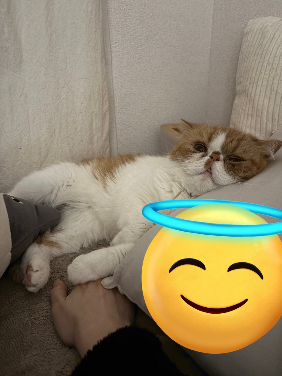 おねむ (@nemu_exotic) / Posts / X