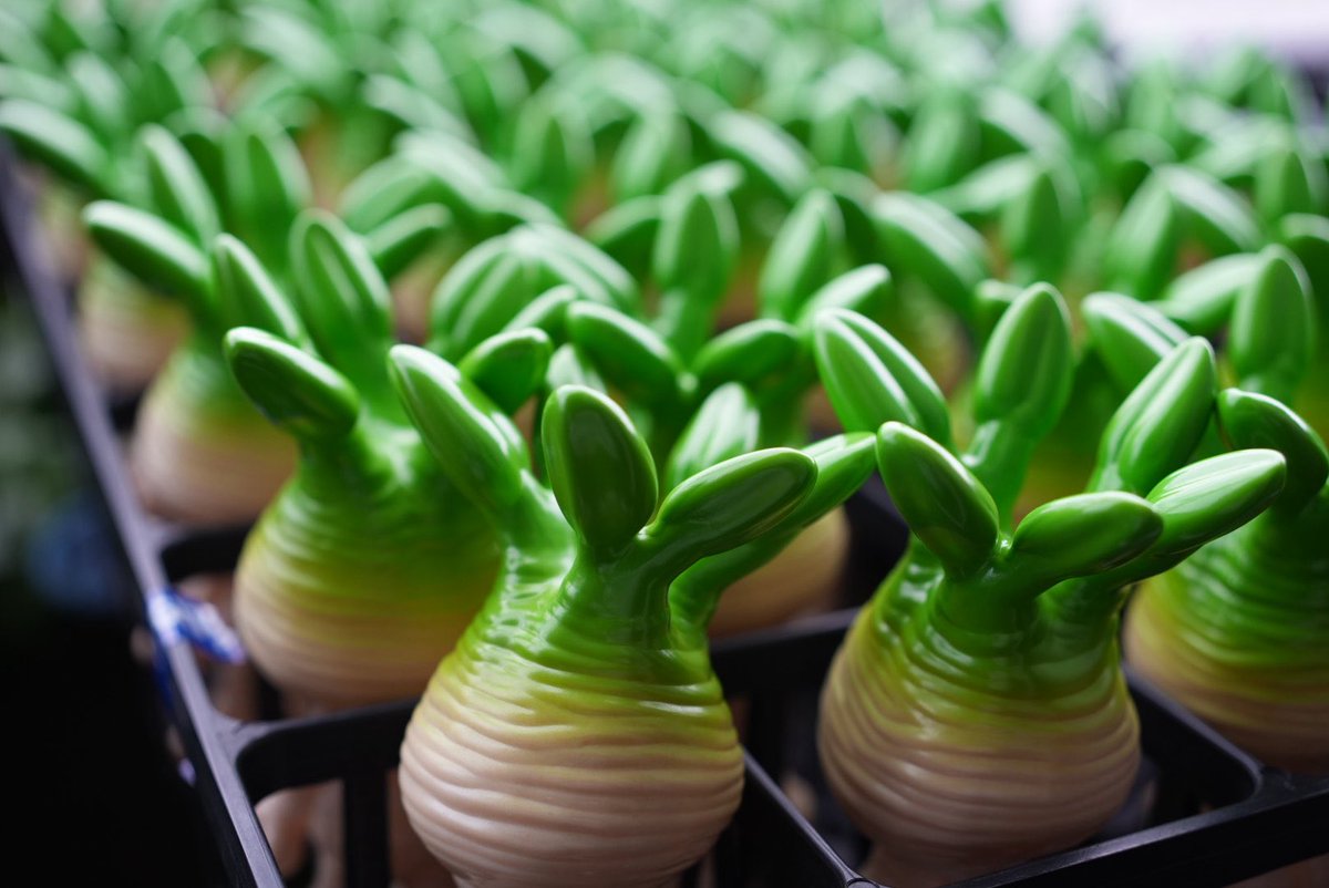 今後のイベントに備えてソフビのマンドラグラキを株分け中！ 緑が沢山