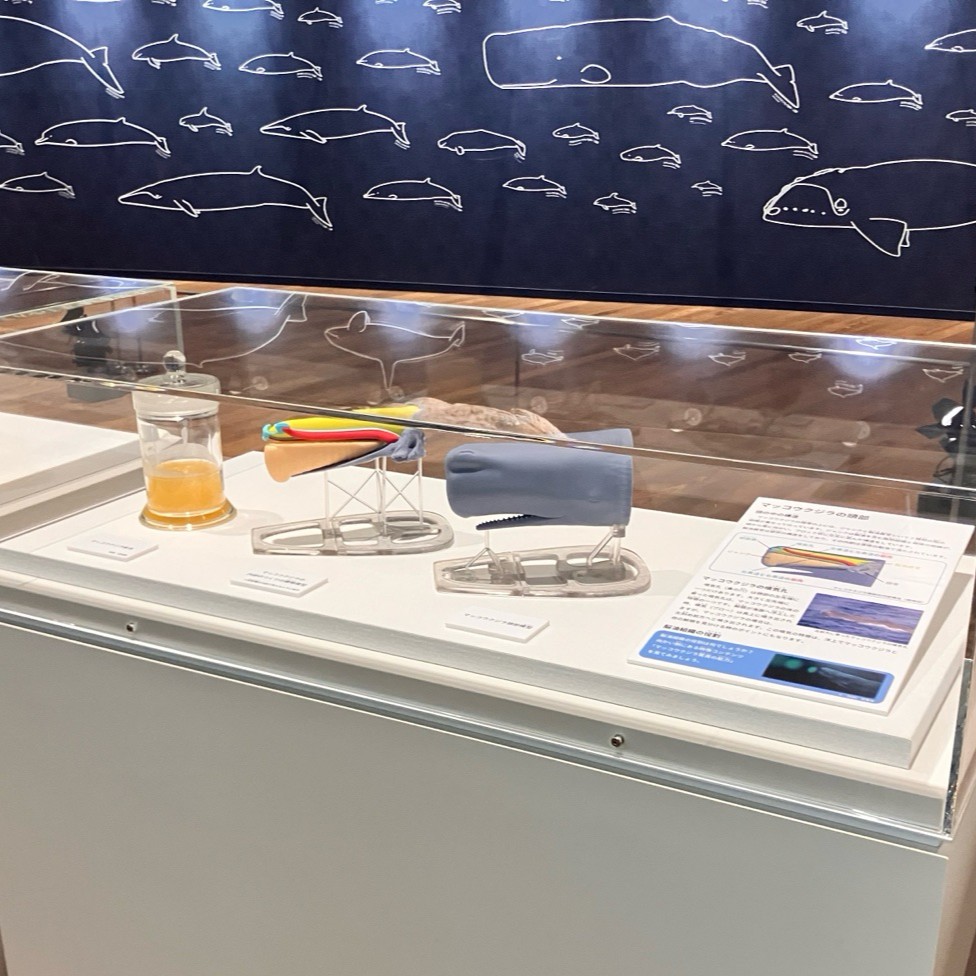 🐳お知らせ🐳 館内常設展示に新しい展示が追加されました✨ マッコウ
