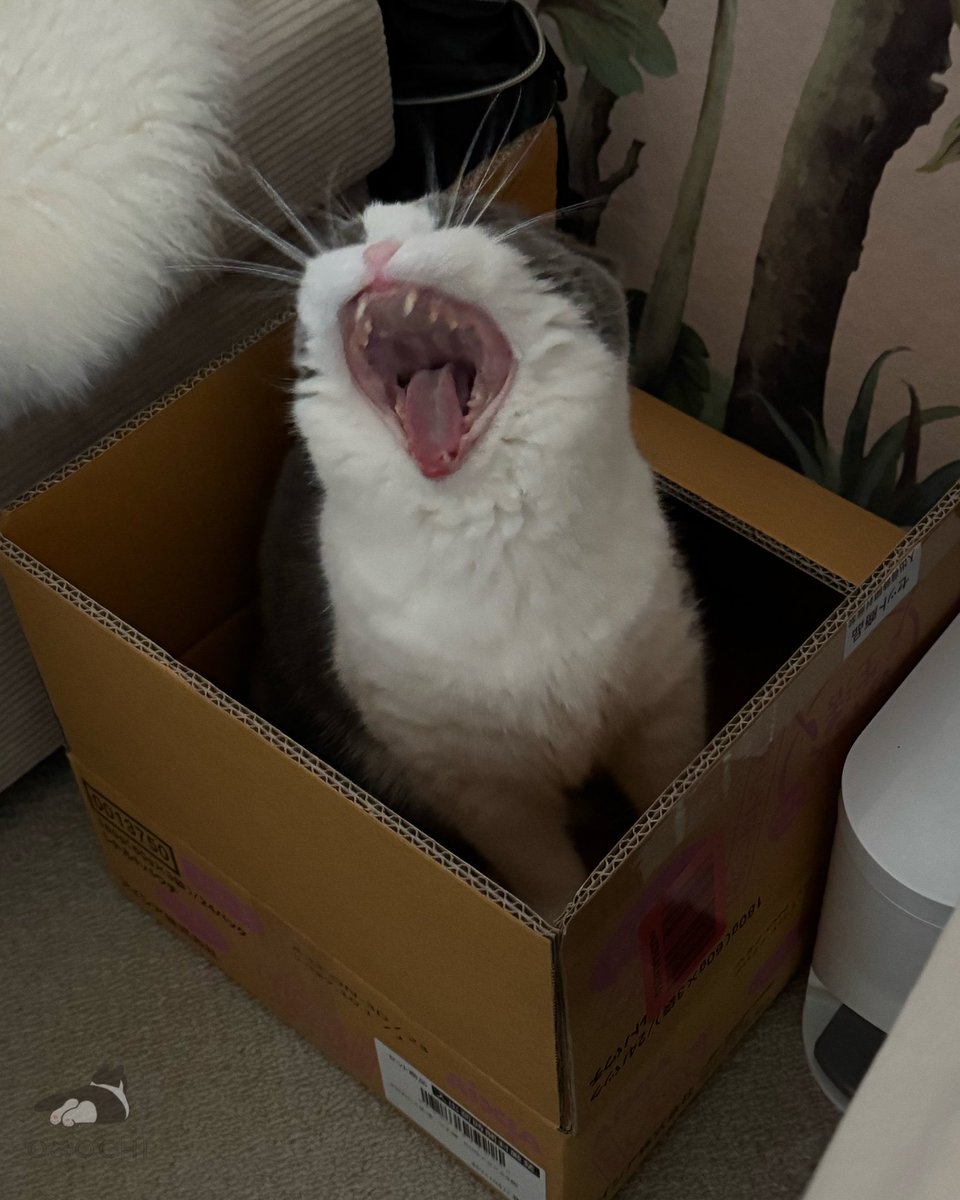 おもち (@omochiomoching) / Posts / X