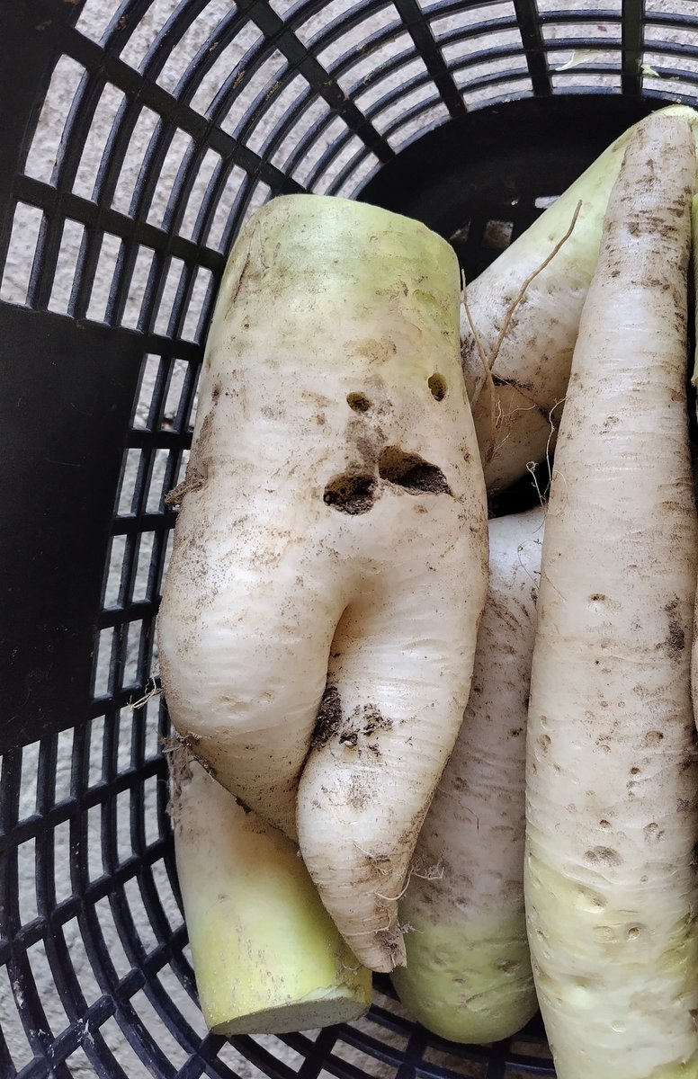 セクシー大根？