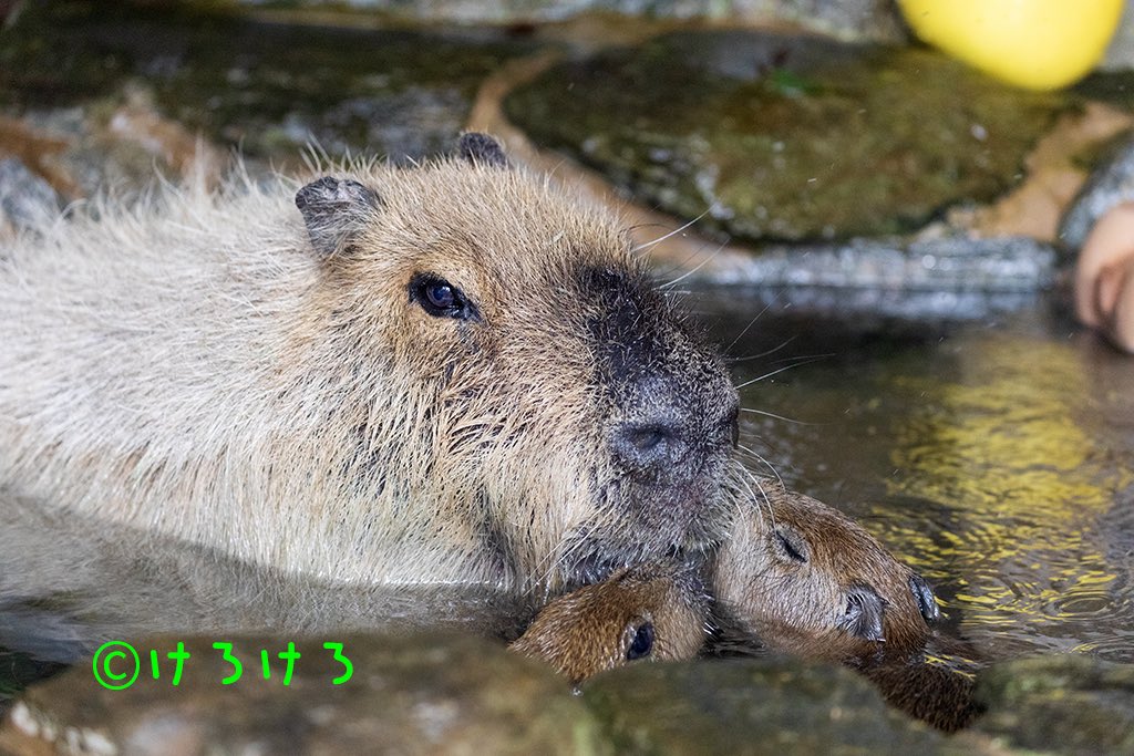 うさ＠カピバラだらけ (@usa0831) / Posts / X