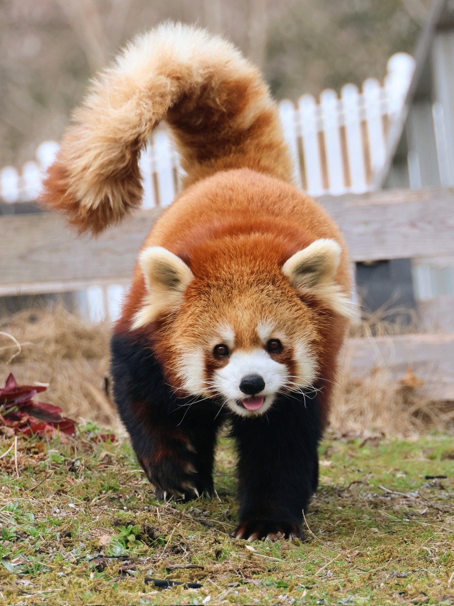 レッサーパンダ…