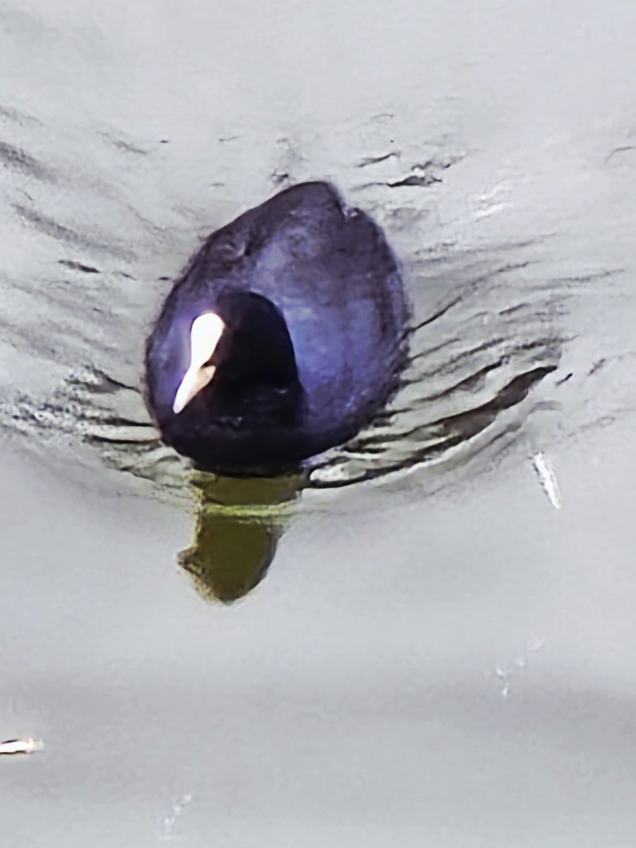 ラムネ (@_ramune0315) / Posts / X