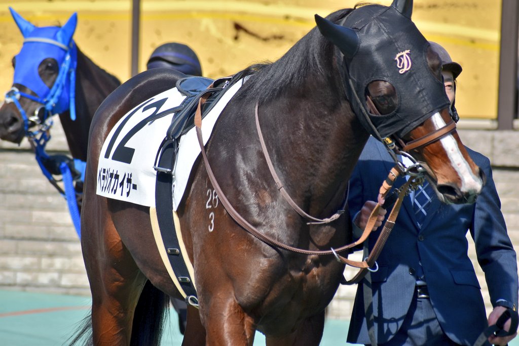 新馬戦のお馬さん3！ #ラガッツァケコーレ ロゴタイプ産駒 #リバーブ