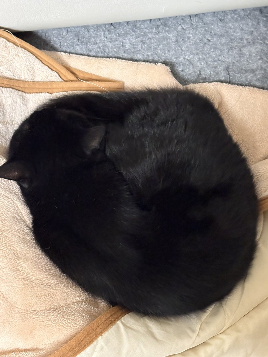 ねこ🐈‍⬛🐈‍⬛🍡