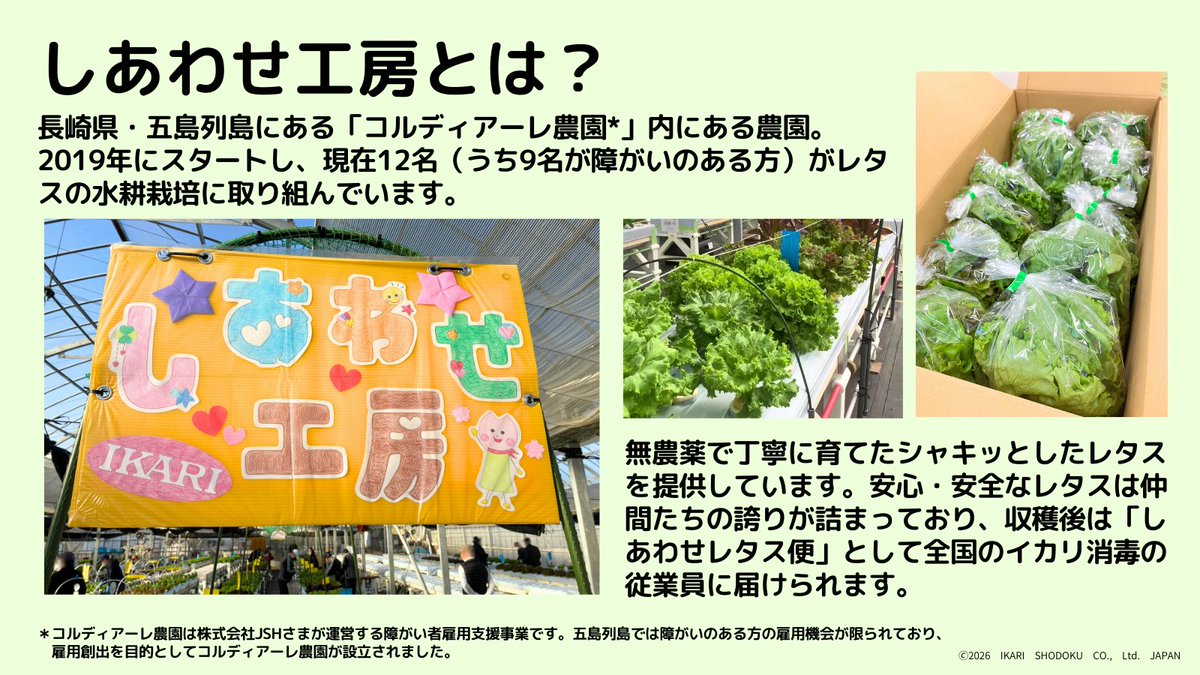 🍀しあわせ工房のご紹介🍀 レタスを作ってくれている所だよ～(*´ω`*)