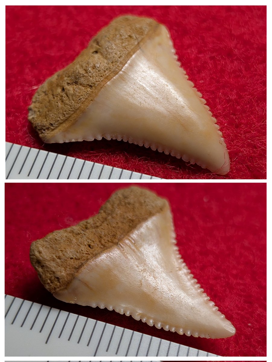 金曜日だから化石貼る #FossilFriday 私物より ホホジロザメの上顎歯