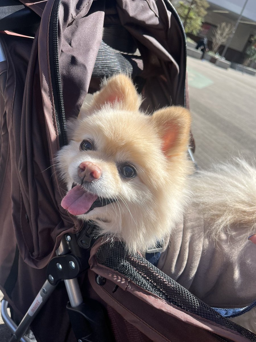 sanomaria0318 もふもふのポメラニアンのキラキラ笑顔差し上げるね🫶🏻