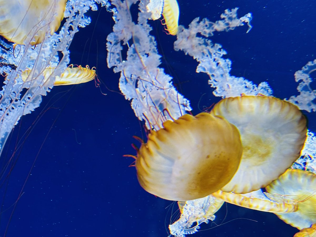 綺麗に取れたクラゲを見てもらおう